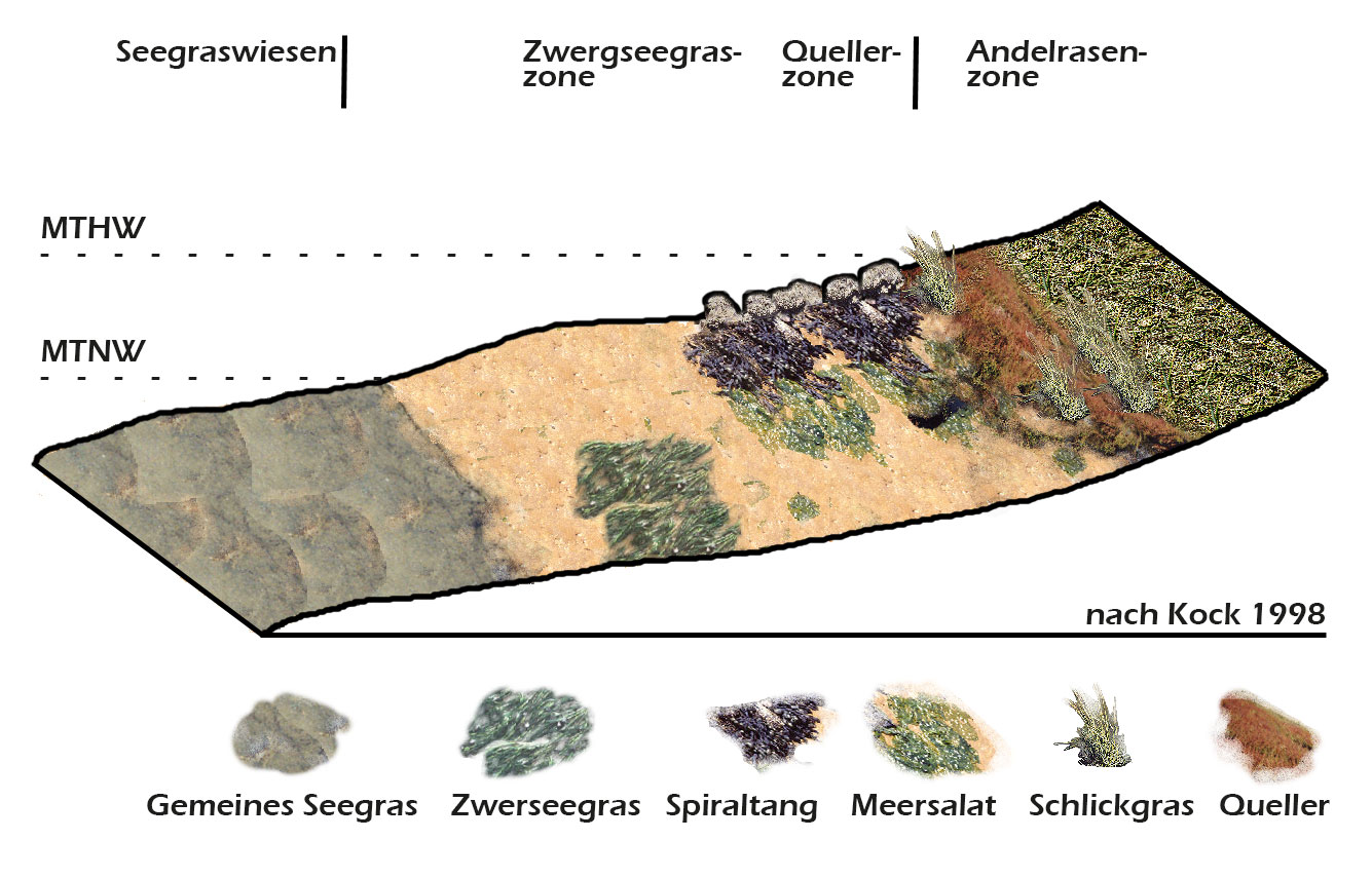Profil einer Außendeich-Salzwiese: Ökologische Zonierung des Litorals (Küstenregion) im Wattenmeer ohne direkte Exponierung von Wind und Wellen.